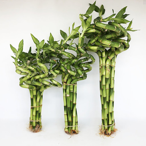 بامبو ، گیاه خوش شانس!