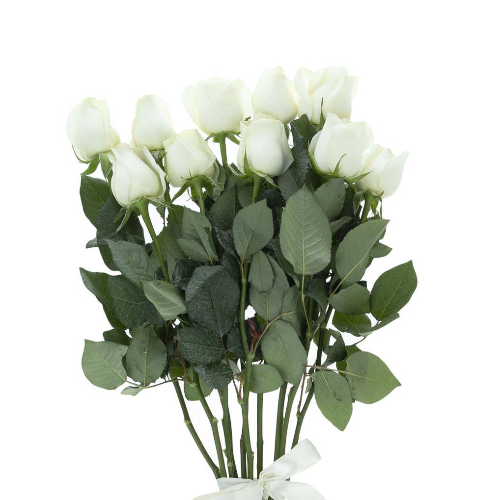 دسته گل رز سفید 10 شاخه
