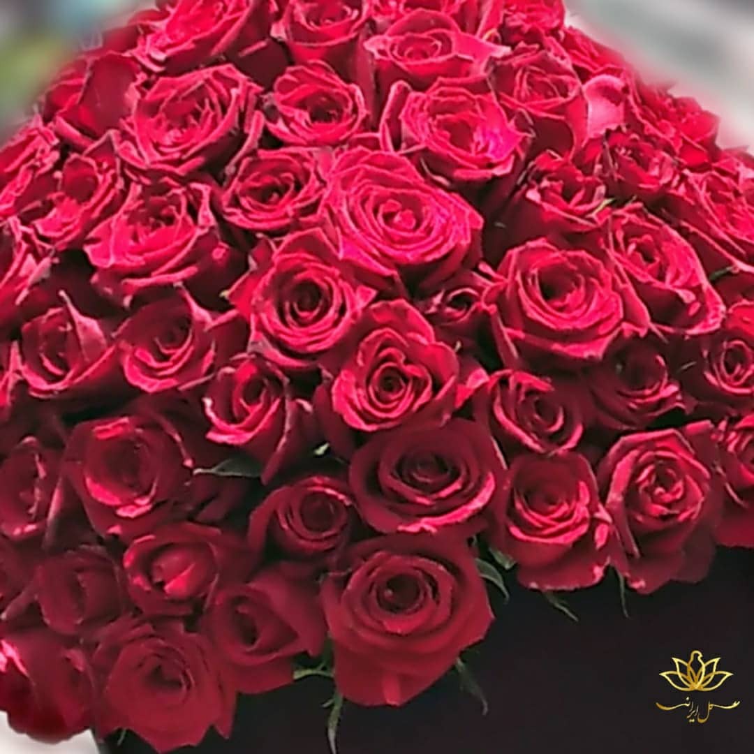  سفارش آنلاین باکس گل رز صد شاخه ارسال رایگان باکس گل رز باکس رز قرمز بازار آنلاین گل و گیاه باکس رز ارزان 