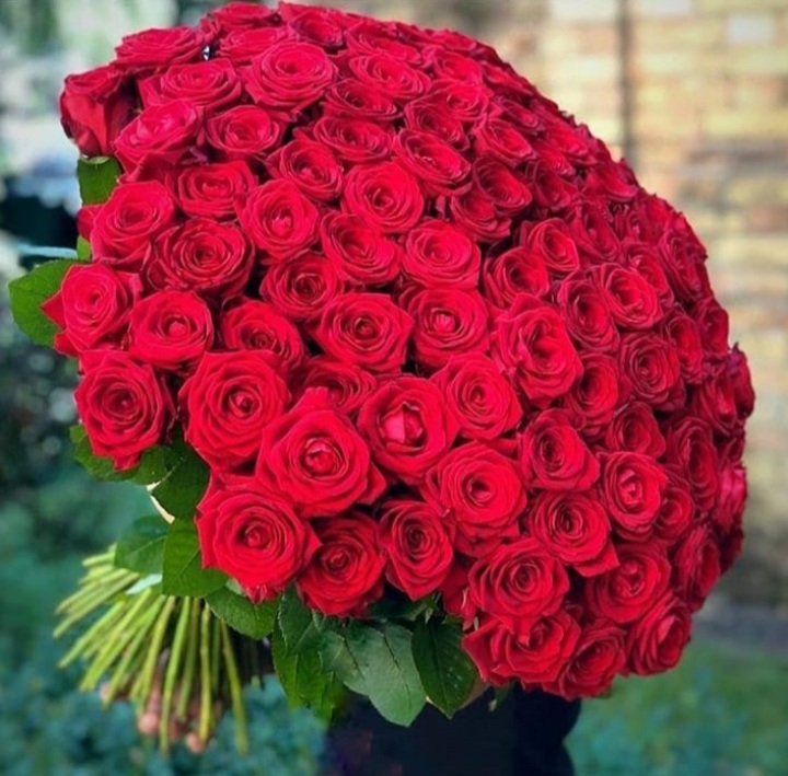 دسته گل سیصد شاخه رز هلندی رز ارزان قیمت رز هلندی ارزان سفارش رز هلندی ارزان
