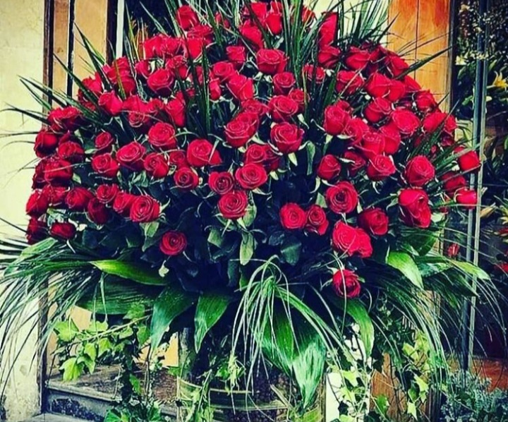 دسته گل 600 شاخه رز هلندی قیمت رز قرمز هلندی رز ارزان 