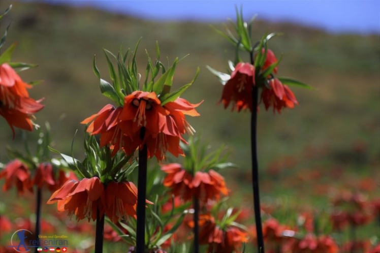 گل های بومی ایران