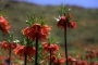 گل های بومی ایران